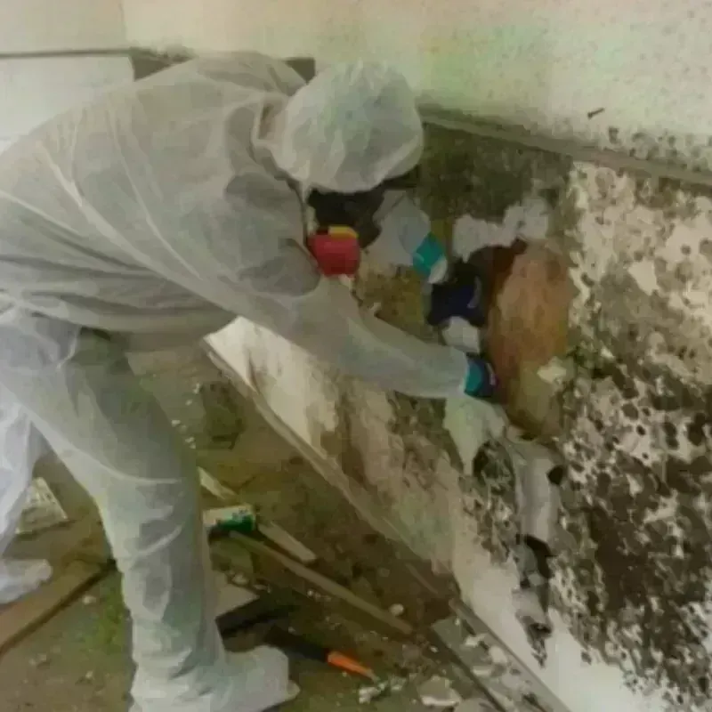 Mold Remediation and Removal in Ashland, MA